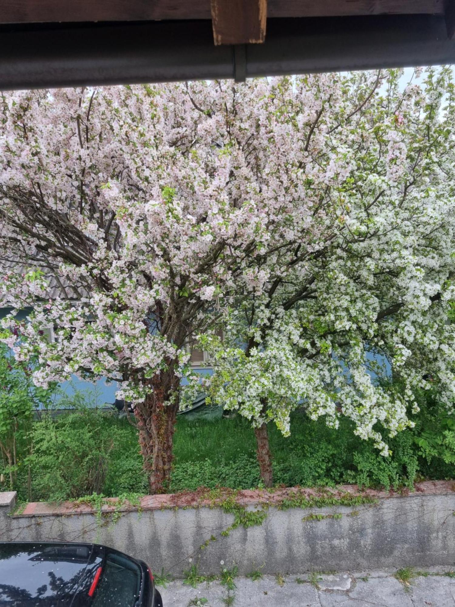 Ferienwohnung Anna Grödig Exteriér fotografie